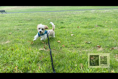 Gabs Dogs Birmingham - 14