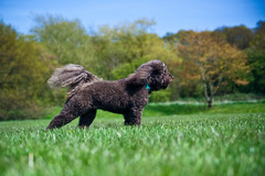 Second City Pet Services Birmingham - 1