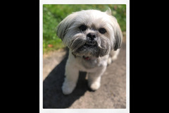 Second City Pet Services Birmingham - 2