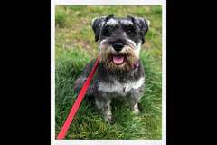 Second City Pet Services Birmingham - 3
