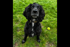 Second City Pet Services Birmingham - 6
