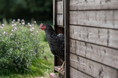 Old Hall Farm Woodton - 7