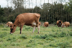 Old Hall Farm Woodton - 9