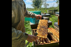 Holt Hall Apiary Tamworth - 8