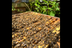 Holt Hall Apiary Tamworth - 9