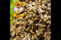 Holt Hall Apiary Tamworth - 10