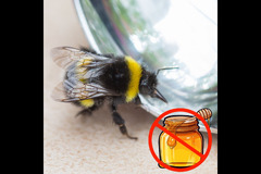 Holt Hall Apiary Tamworth - 11