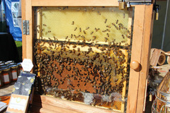 Holt Hall Apiary Tamworth - 12