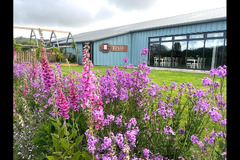 Quince Honey Farm Devon