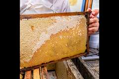 Quince Honey Farm Devon