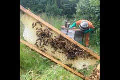 Quince Honey Farm Devon - 6