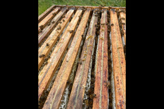 Quince Honey Farm Devon - 9